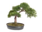Ceder bonsai 225 blad 40cm